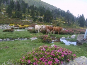 Chambre d'hôte 'Les 2 lions' à Vernet les bains