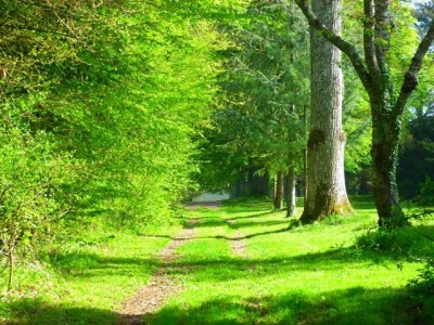 Chambre d'hôte 'Domaine de la Roche' à Neuillé le lierre