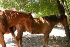 Gite 'Lea des bories' à Barguelonne en quercy