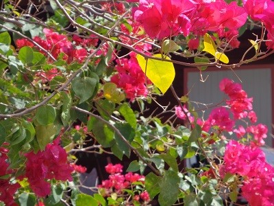 Photo Gtes couleurs croles