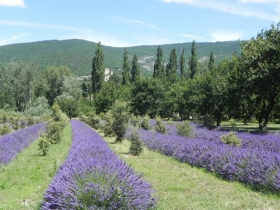 Gîte de séjour 'Gite la villa des pins' à Le poet-laval