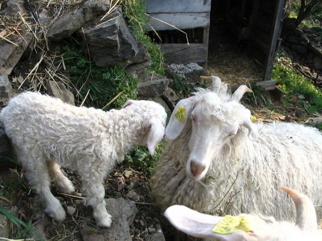 Gîte de séjour 'Mas la donzelenche' à Vialas