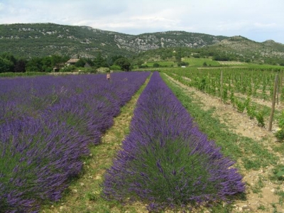 Chambre d'hôte 'Clos de l'abbé dubois' à Pont-Saint-Esprit