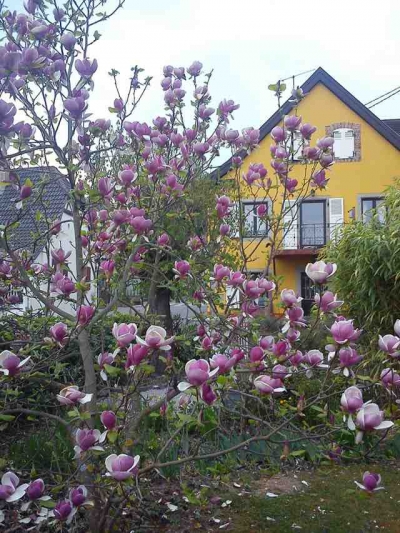 Appartement 'Lina & Anaë' au Bas Rhin