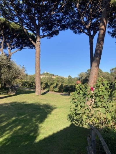 'Les pins parasols' dans le Var