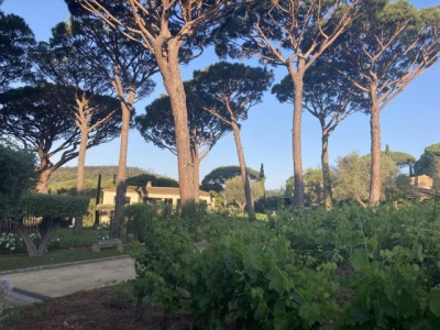 'Les pins parasols' à Grimaud