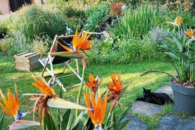 Propriété avec jardin d'eau 'Chambres d'hotes du haut anjou' à Thorigné-d'anjou - 49220 (france)