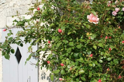 Gîte rural 'La Fermette, gîte 3 étoiles pour 10 personnes' à Surgères
