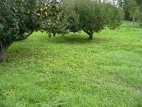 Chambre d'hôte 'Au Pre du Moulin' dans la Marne