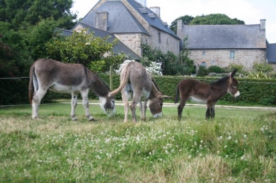 Chambre d'hôte 'MANOIR DE TROEZEL VRAS' à Kerbors