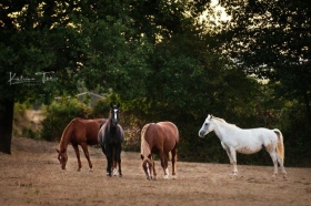 Gîte rural 'La Ferme aux Chevaux' à Bazian