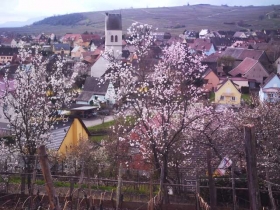 Chambre d'hôte 'Les amandiers' à Mittelwihr